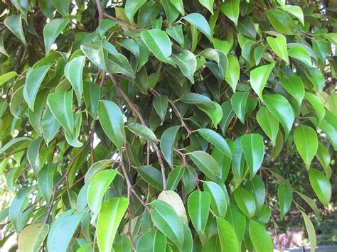 Comparaison des feuilles de différentes espèces de Ficus bonsaï