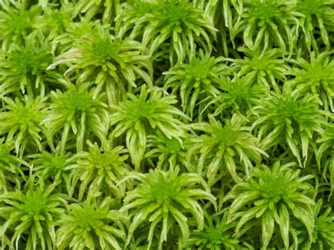 Variétés de sphaignes colorées