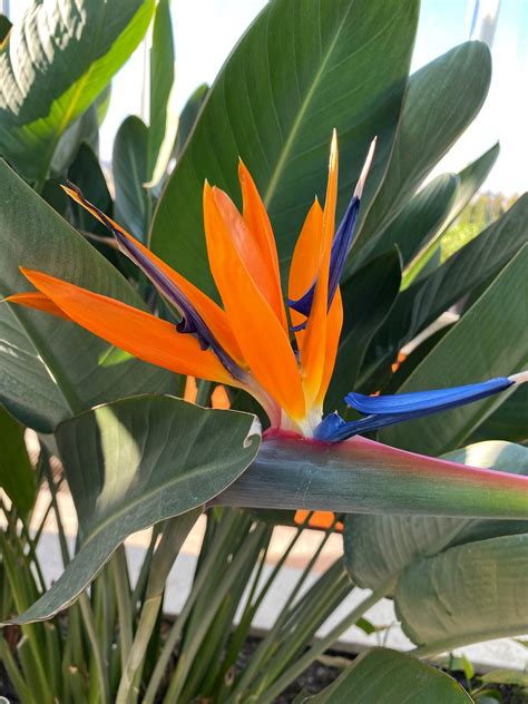 Plantes exotiques prospérant à Bordighera
