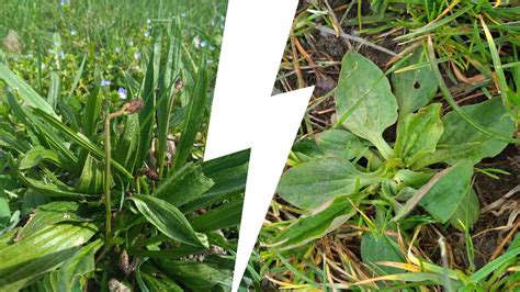 Vue rapprochée des feuilles de plantain lancéolé