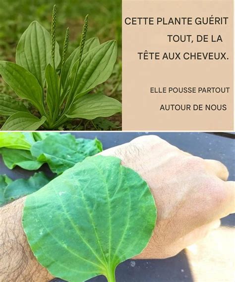 Illustration montrant l'utilisation de feuilles de plantain en cataplasme