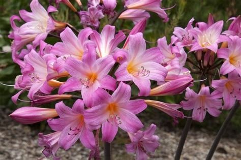 Amaryllis belladonna en fleurs