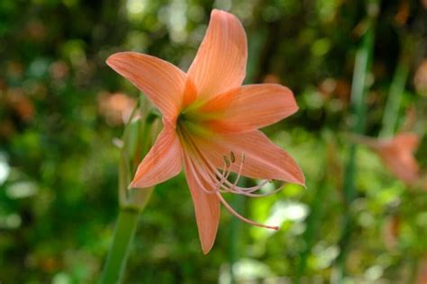 Feuillage de l'Amaryllis belladonna