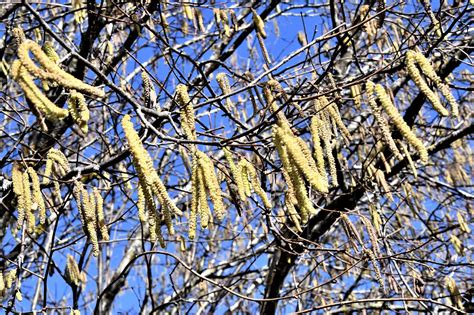 Chatons de noisetier mâles en pleine floraison hivernale