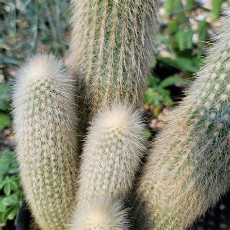 Cleistocactus Strausii en pleine floraison