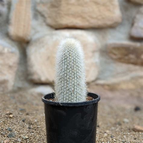 Gros plan sur les épines argentées du Cleistocactus Strausii