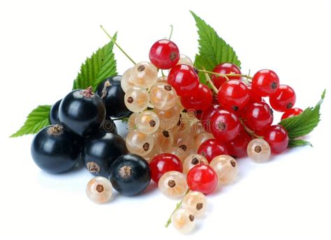 Différentes variétés de groseilles (rouges, blanches, cassis, groseilles à maquereau)