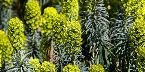 Illustration d'une Euphorbe des jardins avec ses feuilles linéaires et ses cyathes