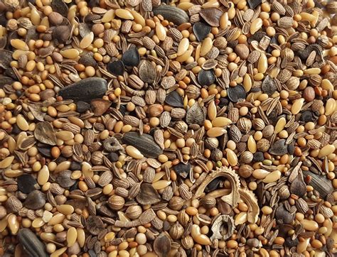 Détail des feuilles, fleurs et capsules de graines de l'euphorbe maculée