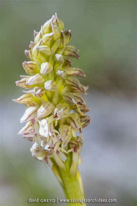Orchidées sauvages de Madère
