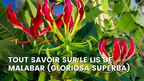 Lys de Malabar en fleurs