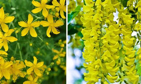 Fleurs jaunes des montagnes de Madère