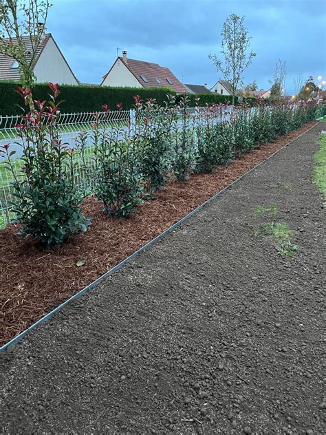 Schéma plantation haie Photinia