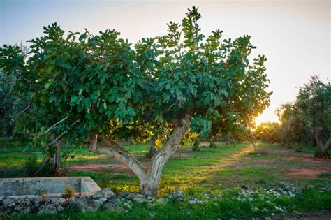 Arbre de figuier en pleine croissance