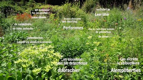 Exemple de plantes indicatrices selon le type de sol