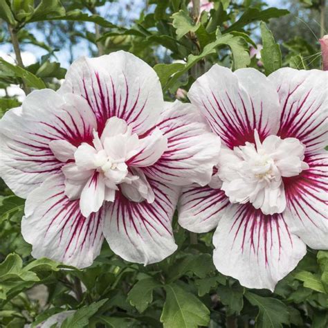 Diagramme comparatif des couleurs des fleurs des Hibiscus syriacus 'Chiffon'
