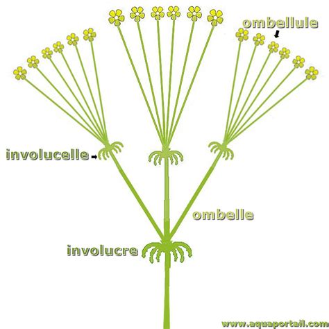 Schéma explicatif montrant la structure d'une ombelle de papyrus et sa tige triangulaire