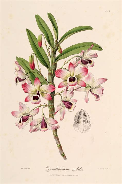 Illustration d'un Dendrobium nobile en fleur