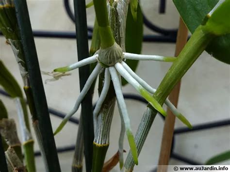 Keiki de Dendrobium nobile avec racines apparentes