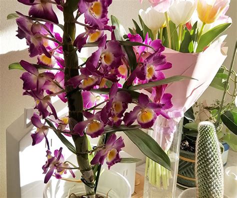 Rempotage d'une orchidée Dendrobium nobile