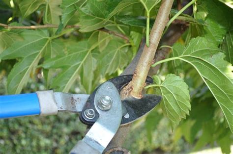 Représentation d'un ébrancheur en action sur une branche épaisse