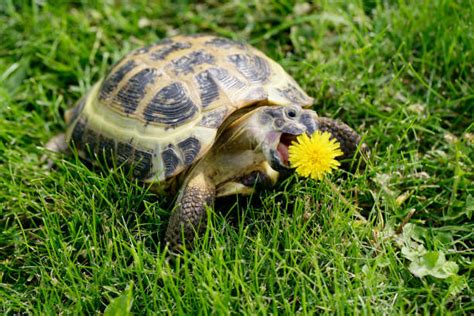 Tortue Hermann mangeant du pissenlit