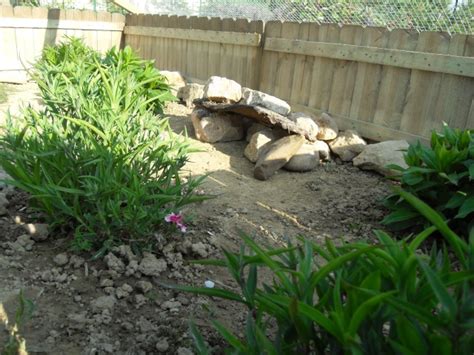 Plante toxique pour tortues Hermann