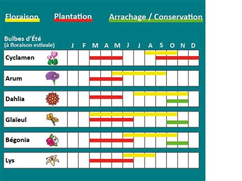 Infographie : Calendrier de floraison des bulbes les plus populaires