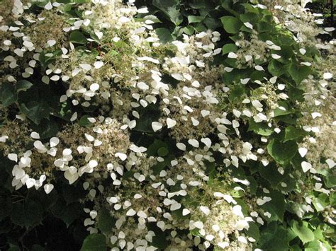 Schizophragma hydrangeoides en pleine floraison sur un mur