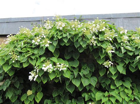 Gros plan sur une inflorescence de Schizophragma hydrangeoides