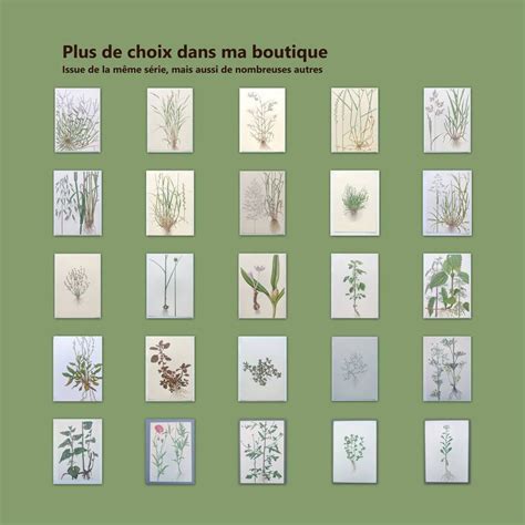Planche botanique de différentes mauvaises herbes