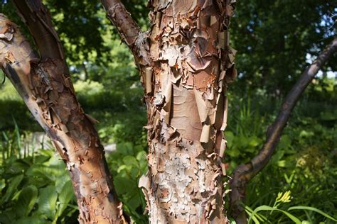 Détail de l'écorce d'Acer griseum dans l'arboretum