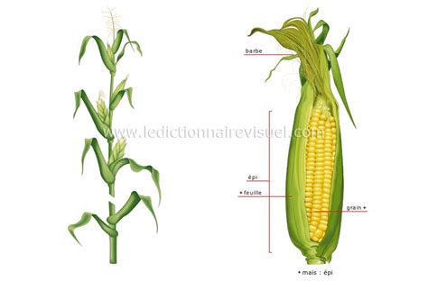 Illustration d'un épi de maïs doux avec ses grains