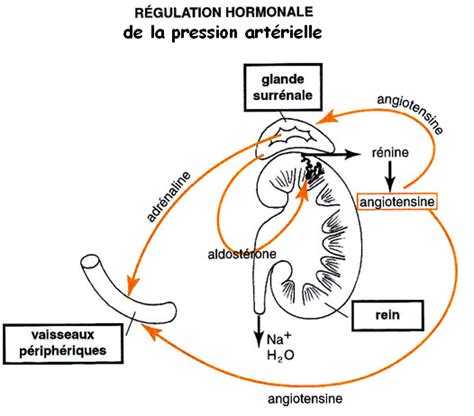 Infographie sur la régulation de la tension artérielle