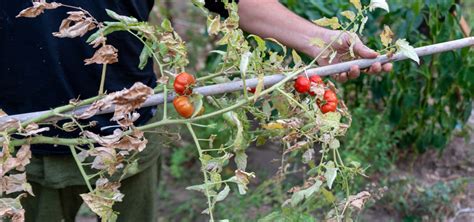 Bouillie bordelaise appliquée sur des plants de tomates