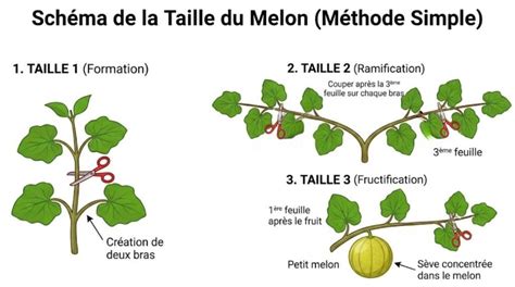 Schéma explicatif de la tige principale d'un melon et des ramifications latérales