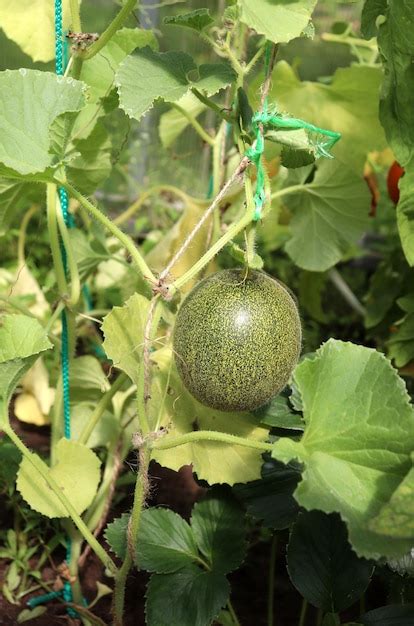 Photo gros plan d'un melon mûr sur un plant non taillé