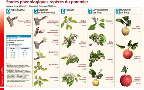 Diagramme de floraison des pommiers