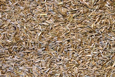 Graines de ray-grass en gros plan