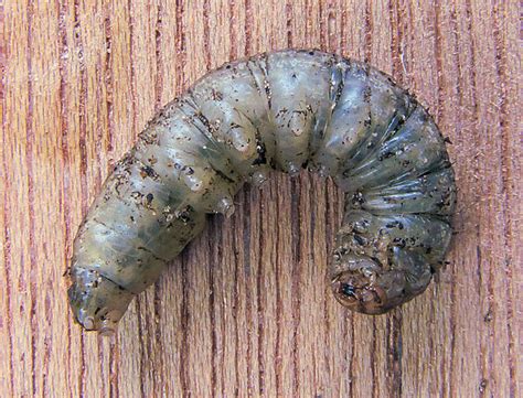 Chenille de noctuelle