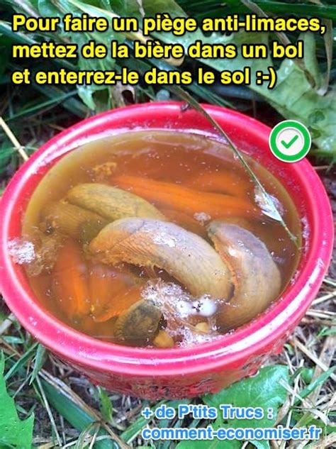 Exemple de piège à bière pour limaces