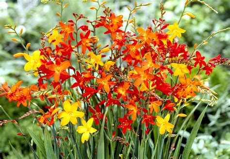 Massif de Crocosmia orange en pleine floraison estivale