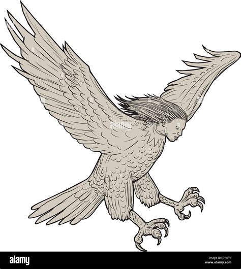 Illustration d'une harpie