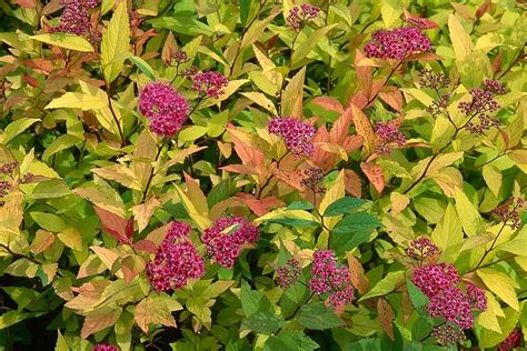 Spirée Goldflame avec son feuillage coloré