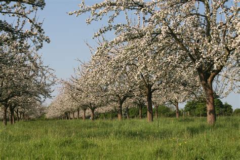 Paysage printanier d'un verger en fleurs avec des équipements d'érablière en arrière-plan