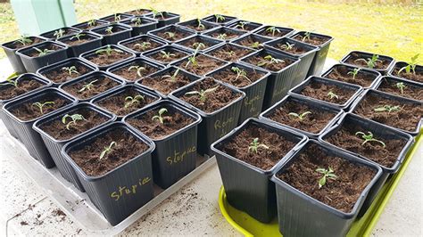 Jeunes plants de tomates dans des godets organisés
