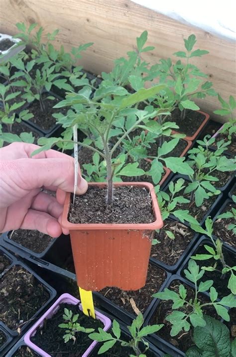 Plant de tomate bien installé dans un godet après repiquage