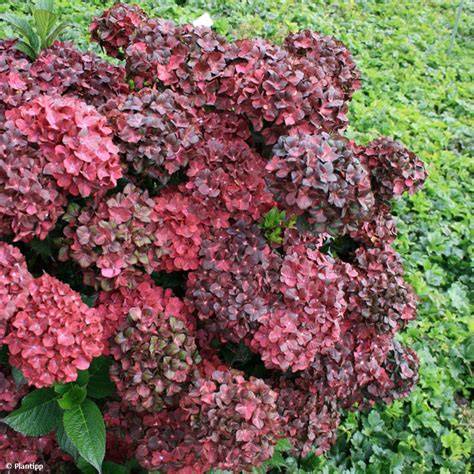 Hortensia Black Diamond avec feuillage pourpre et fleurs intenses