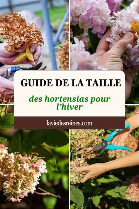 Illustration des techniques de taille des hortensias pour une floraison optimale