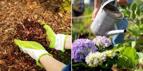 Schéma illustrant l'arrosage au pied des hortensias avec un paillage